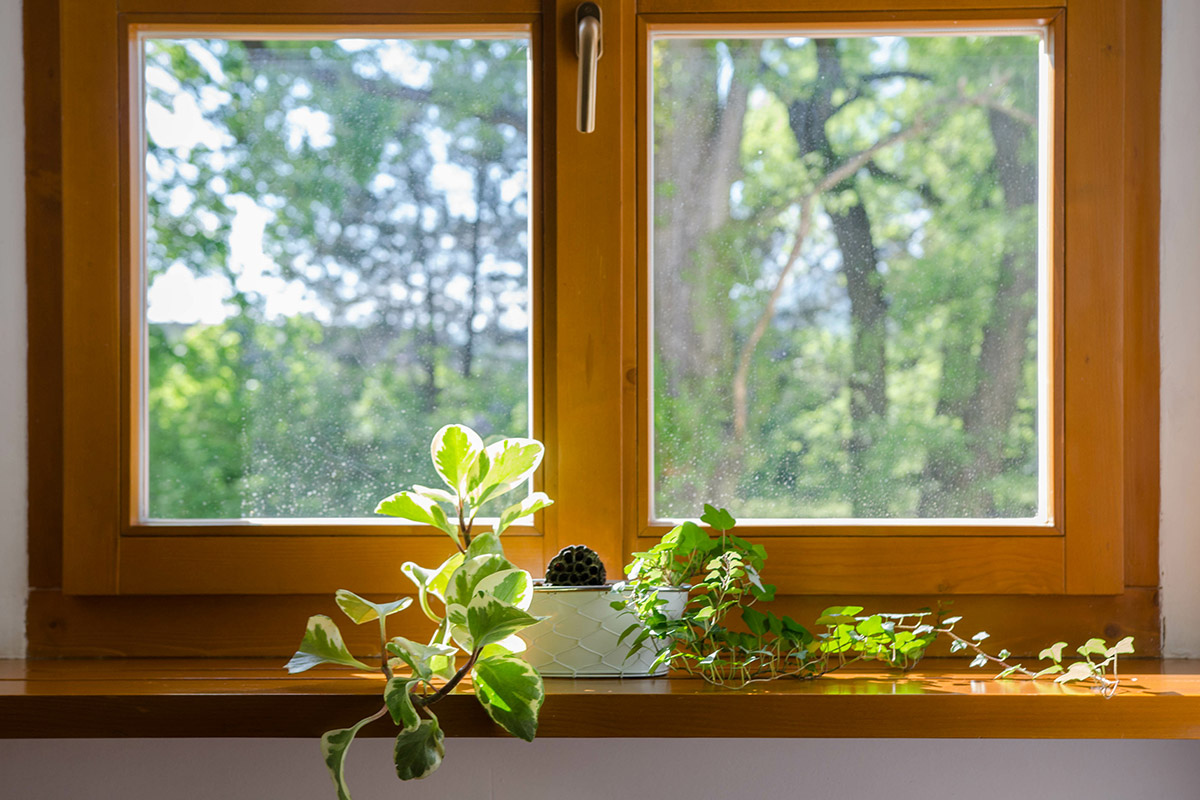 Timber windows